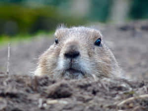 Prairie Dog Peeking Out Of Burrow.jpg Wallpaper