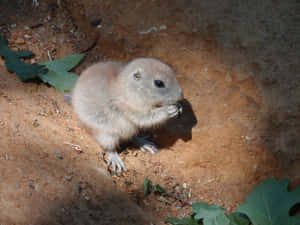 Prairie Dog Pup Eating Wallpaper