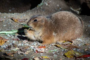Prairie Dog Snacking Outdoors Wallpaper