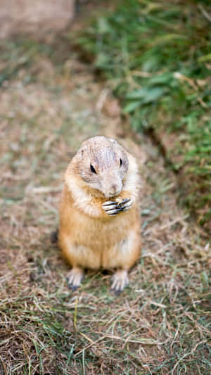 Prairie Dog Snackingon Grass Wallpaper