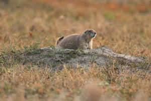 Prairie Dog Watchful Eye Wallpaper