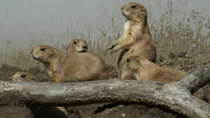 Prairie Dog Watchful Sentry Wallpaper