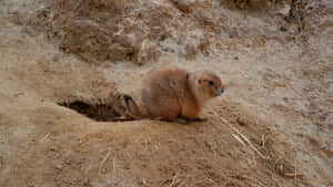 Prairie Dog Watchfulby Burrow Wallpaper