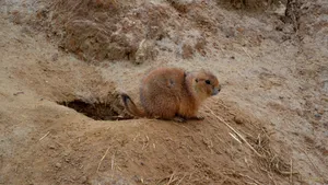 Prairie Dog Watchfulby Burrow Wallpaper
