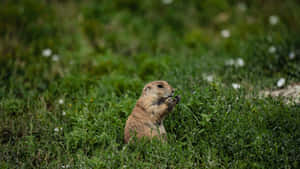 Prairie Dogin Grassy Field.jpg Wallpaper