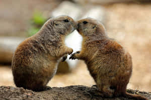 Prairie Dogs Affectionate Encounter Wallpaper