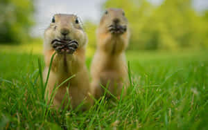 Prairie Dogs Grazingin Grass Wallpaper