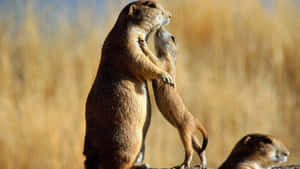 Prairie Dogs Standing Together.jpg Wallpaper