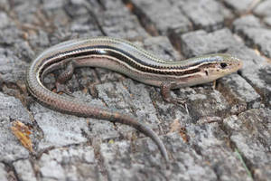 Prairie Ground Skink South Dakota Wallpaper