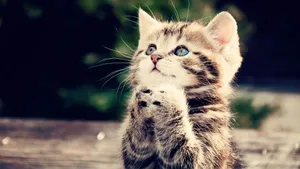 Praying Baby Animal Kitten Wallpaper