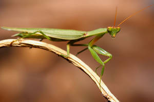 Praying Mantis Red Antennae Wallpaper