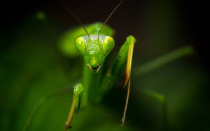 Praying Mantis Triangle Head Wallpaper