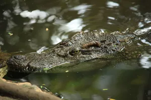 Predatory Alligator Wallpaper