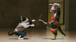 Preposterous Fighting Cats Wallpaper