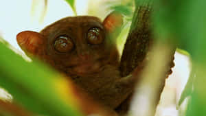 Preposterous Tarsier Wallpaper