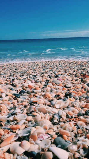 Preppy Beach Seashell Carpet Wallpaper
