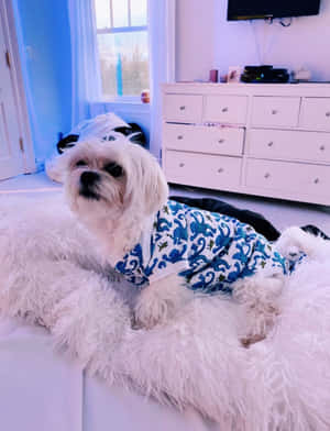 Preppy Dogin Paisley Shirt Wallpaper