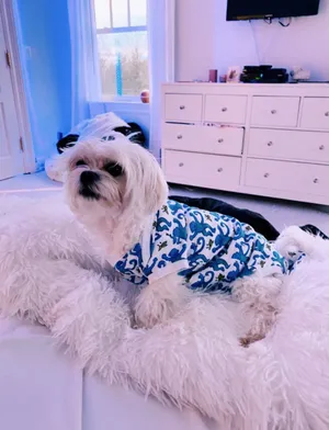 Preppy Dogin Paisley Shirt Wallpaper