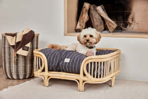 Preppy Dogin Stylish Bed Wallpaper
