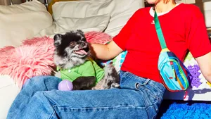 Preppy Pupin Green Polo Shirt Wallpaper