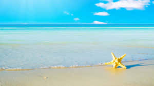 Preppy Summer Starfishon Beach Wallpaper