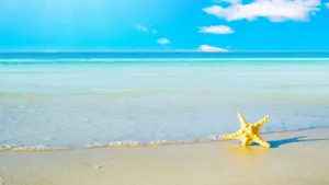 Preppy Summer Starfishon Beach Wallpaper