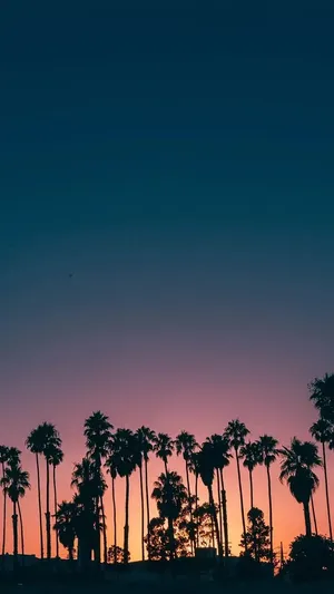 Preppy Summer Sunset Palms Wallpaper