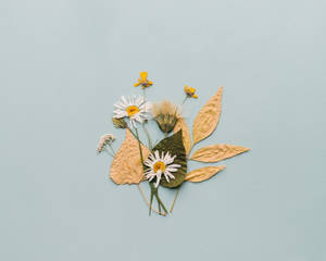 Pressed White Daisy Aesthetic Wallpaper