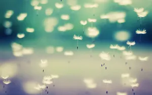 Pretty Background Flying Dandelions Wallpaper