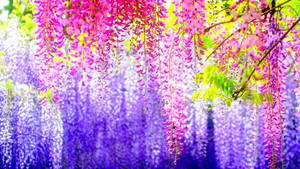 Pretty Desktop Colorful Wisteria Wallpaper