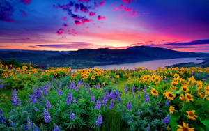 Pretty Desktop Flower Field Wallpaper