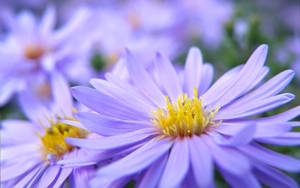 Pretty Desktop Purple Daisy Wallpaper