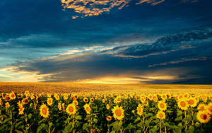 Pretty Desktop Sunflower Field Wallpaper