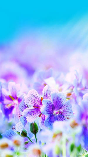 Pretty Field Of Flowers Image Wallpaper