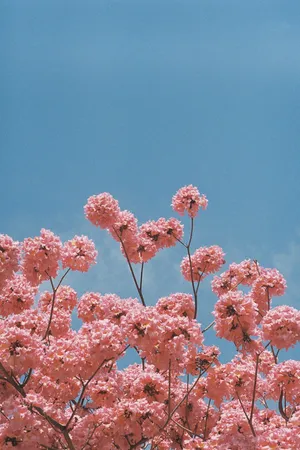 Pretty Pink Flowers Aesthetic Wallpaper