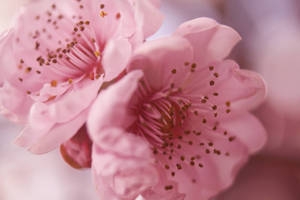 Pretty Pink Flowers Image Wallpaper