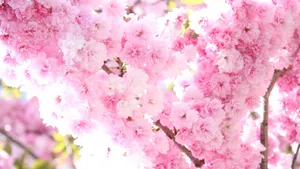 Pretty Pink Spring Blossoms Wallpaper