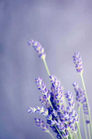 Pretty Purple English Lavender Stalks Wallpaper