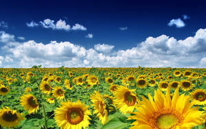 Pretty Sky Sunflowers Spring Computer Wallpaper