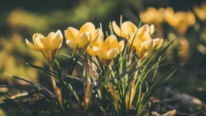 Pretty Snow Crocus In Yellow Aesthetic Flower Desktop Wallpaper