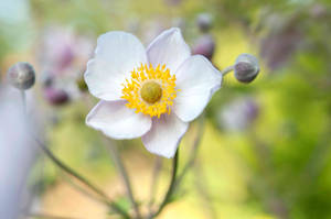 Pretty White Anemone Flower Wallpaper