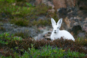 Pretty White Bunny Wallpaper