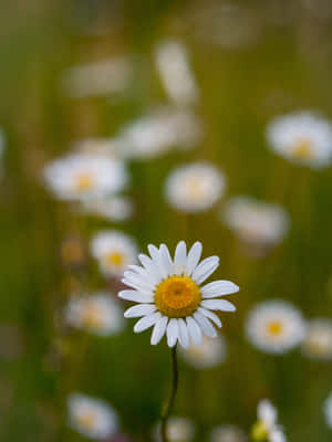 Pretty White Spring Daisy Iphone Wallpaper