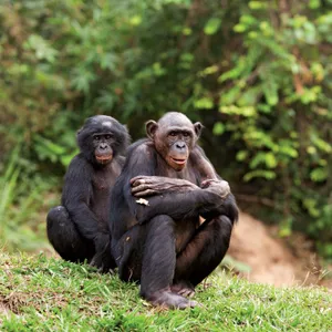 Pristine Green Forest Home Of Bonobos Wallpaper