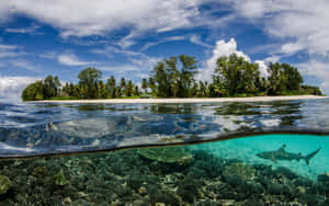 Pristine Paradise - Seychelles Beach Wallpaper