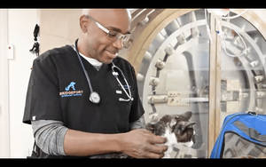 Professional Veterinarians At Bridgeport Veterinary Hospital Wallpaper