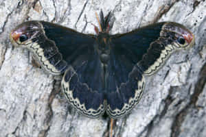 Promethea Moth Camouflageon Tree Bark Wallpaper