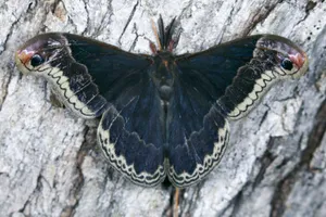 Promethea Moth Camouflageon Tree Bark Wallpaper