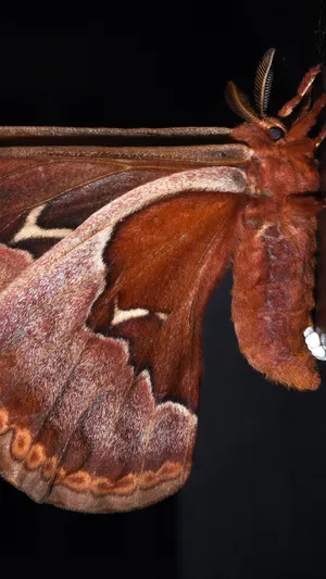 Promethea Moth Close Up Wallpaper