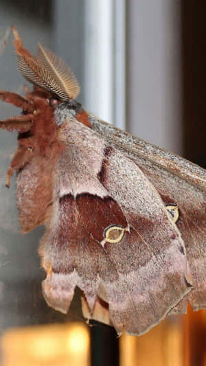 Promethea Moth Close Up Wallpaper